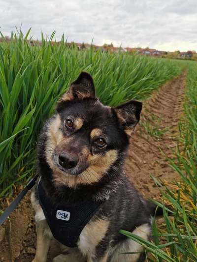 Lieblingsbild von euren Hunden?-Beitrag-Bild