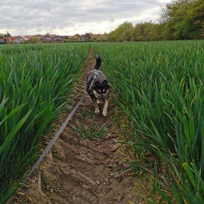 Hundetreffen-Spazieren in Wettbergen-Bild