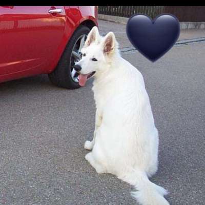 👉 Schläfern wir unsere Hunde zu schnell ein? 🤔-Beitrag-Bild