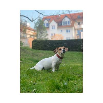 Jack Russel Dackel Mischlinge-Beitrag-Bild