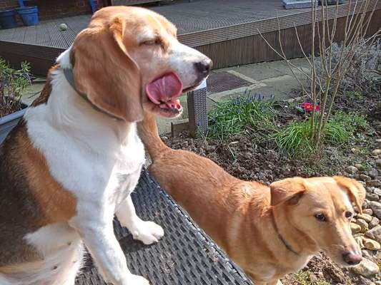 Tongue Out Tuesday-Beitrag-Bild