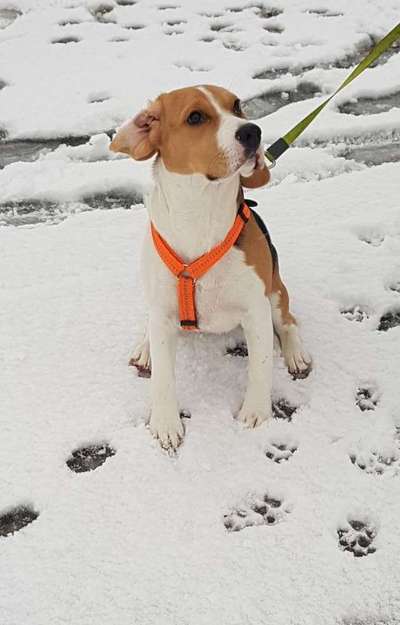 Dogorama Photo Challenge - Es wird nochmal kalt!-Beitrag-Bild