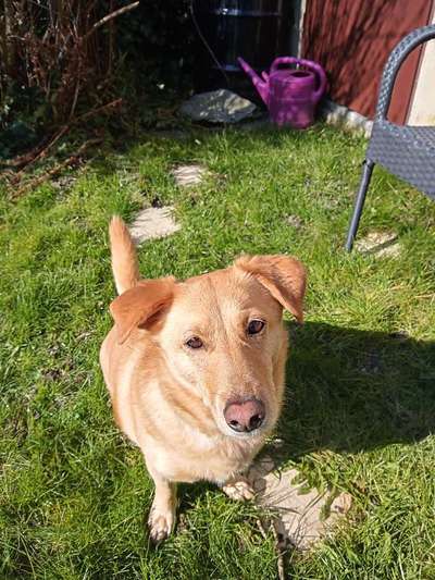 Auslandstierschutz-Beitrag-Bild