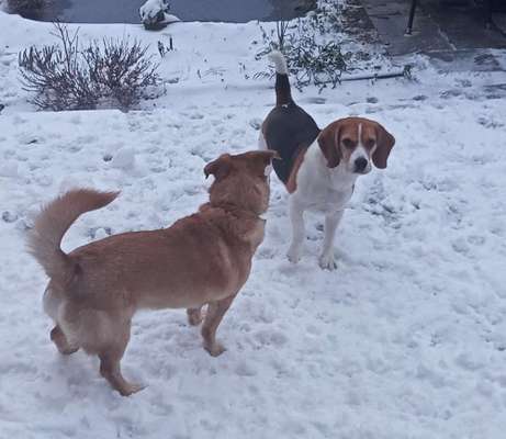 Schnee Foto-Beitrag-Bild