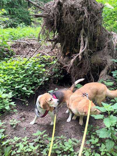 Dogorama Photo Challenge- Wurzeln-Beitrag-Bild