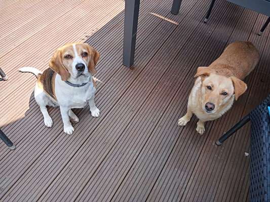 BIG LOVE :) mit 2 Hunden❣️-Beitrag-Bild