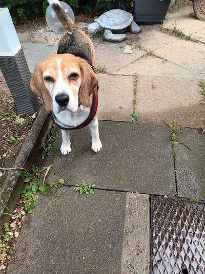 grumpy dog 😅-Beitrag-Bild