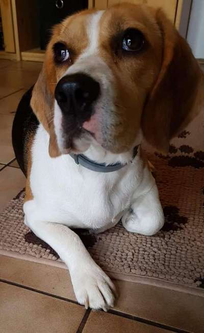 Dackelblick-Beitrag-Bild