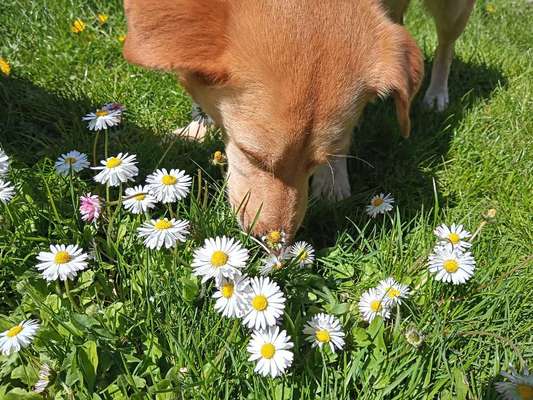 Fotochallenge 78

Es grünt und blüht-Beitrag-Bild