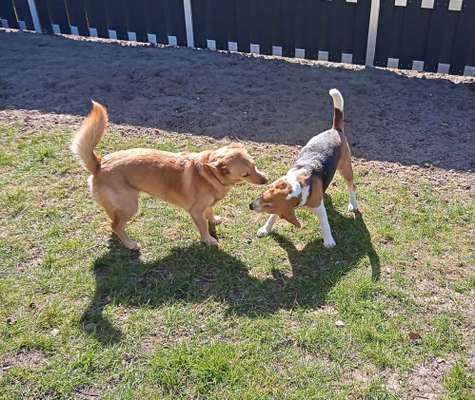 Hunde in Action-Beitrag-Bild