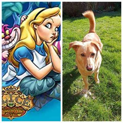 Wie heißt dein Hund?-Beitrag-Bild