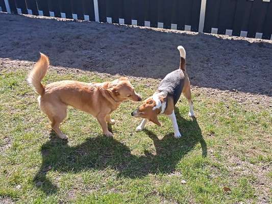 FOTO CHALLENGE 77 - Dein Hund im Spiel-Beitrag-Bild