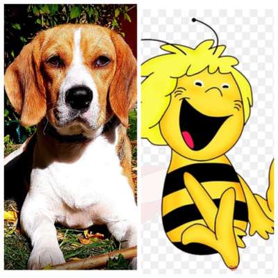 Wie heißt dein Hund?-Beitrag-Bild