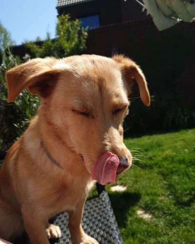 Tongue Out Tuesday-Beitrag-Bild