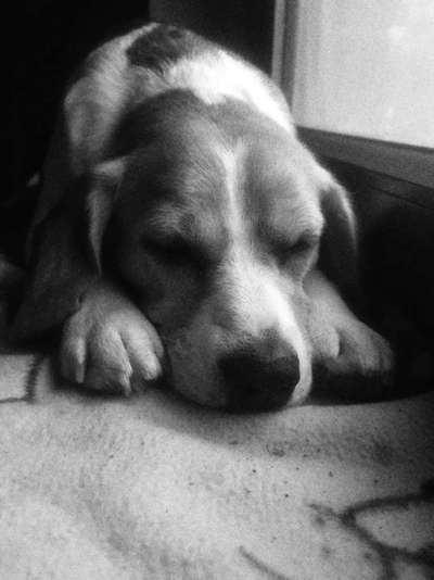 Foto-Challenge 76: Foto in Schwarz-Weiss-Beitrag-Bild