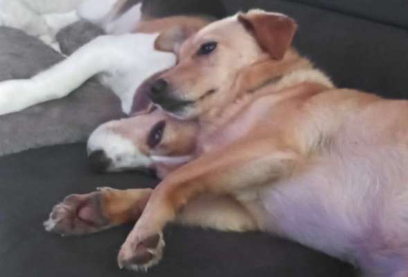 Postet das beste Foto von euren 4 beinern-Beitrag-Bild