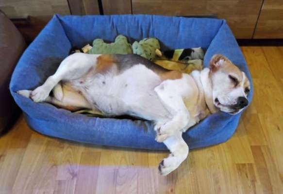 Dogorama Photo Challenge - Zeit ins Bett zu gehen-Beitrag-Bild