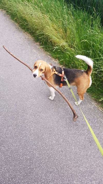 Weihnachtsmanns Rute-Beitrag-Bild