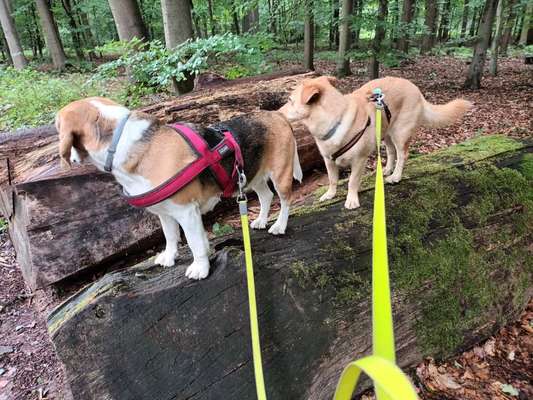 Foto-Challange No.1 - Alles aber nicht die Kamera-Beitrag-Bild