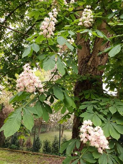 Die wunderschöne Welt mit Hund.-Beitrag-Bild