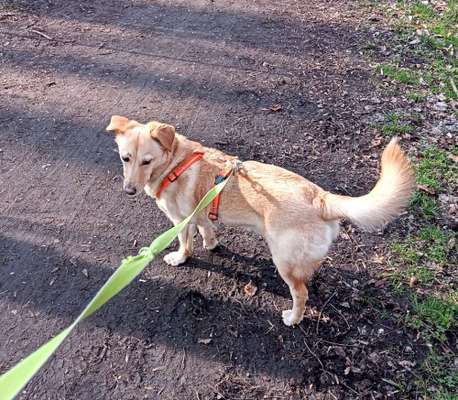 Mischlingshunde Foto Aufruf-Beitrag-Bild