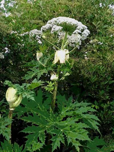 Die wunderschöne Welt mit Hund.-Beitrag-Bild