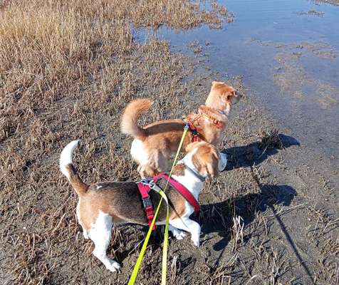 Dogorama Photo Challenge - Tierischer Urlaub-Beitrag-Bild