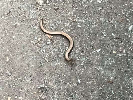 Die wunderschöne Welt mit Hund.-Beitrag-Bild