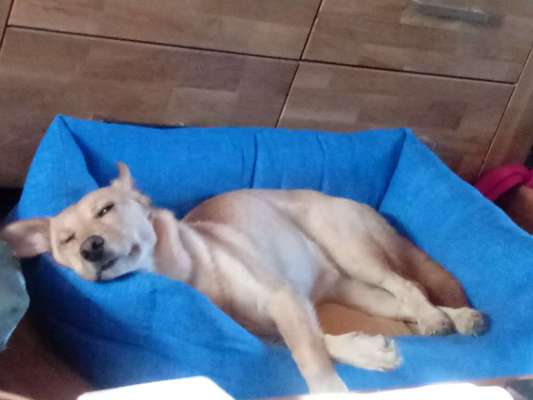 Dogorama Photo Challenge - Zeit ins Bett zu gehen-Beitrag-Bild