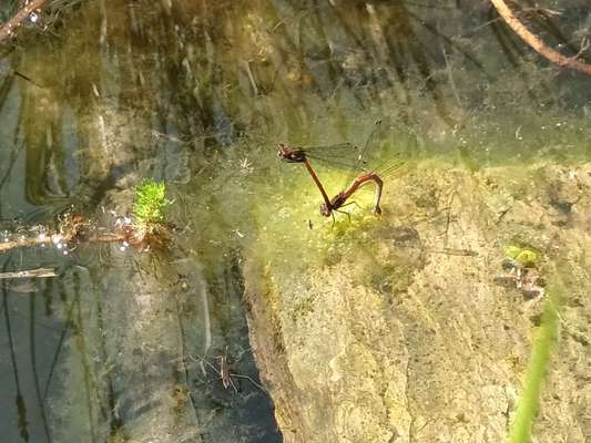 Die wunderschöne Welt mit Hund.-Beitrag-Bild