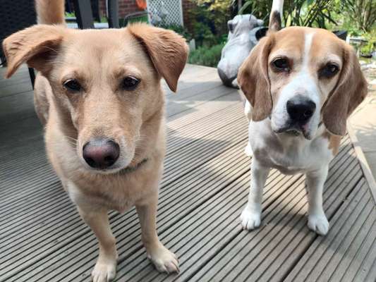 Dogorama Photo Challenge - Gegensätze-Beitrag-Bild