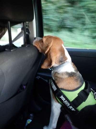 FOTOCHALLENGE 70 - Dein Hund im Auto-Beitrag-Bild