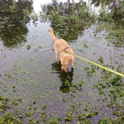 Dogorama Photo Challenge - Pfützen & Spiegelungen-Beitrag-Bild