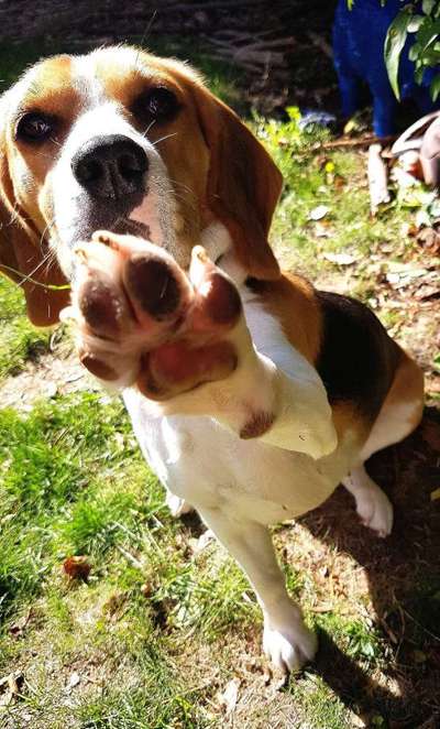 Dogorama Photo Challenge - Tricks, Tricks & Tricks!-Beitrag-Bild