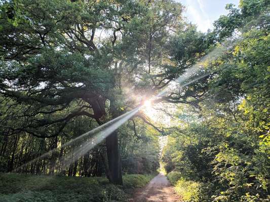 Die wunderschöne Welt mit Hund.-Beitrag-Bild