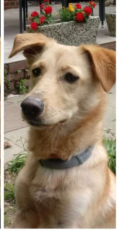 Dogorama Photo Challenge - Hundeblick zum hinschmelzen-Beitrag-Bild