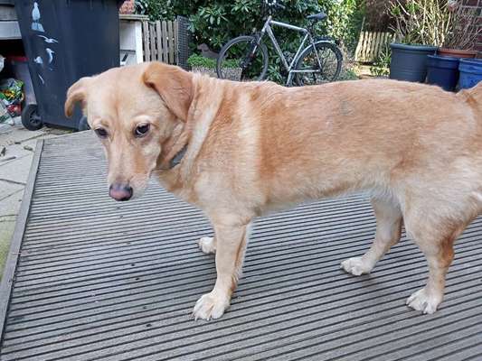 grumpy dog 😅-Beitrag-Bild