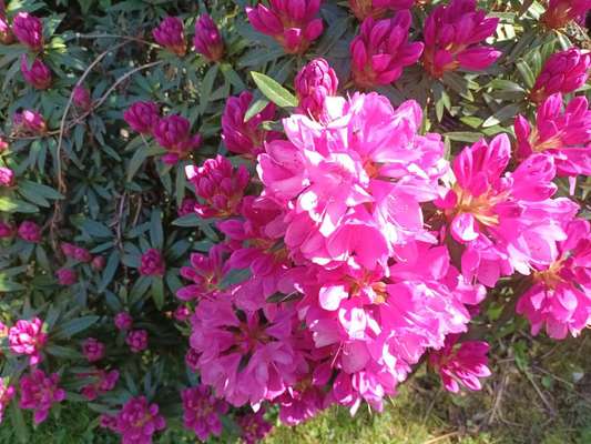 Die wunderschöne Welt mit Hund.-Beitrag-Bild