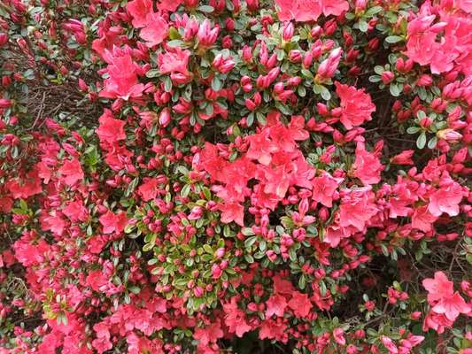 Die wunderschöne Welt mit Hund.-Beitrag-Bild