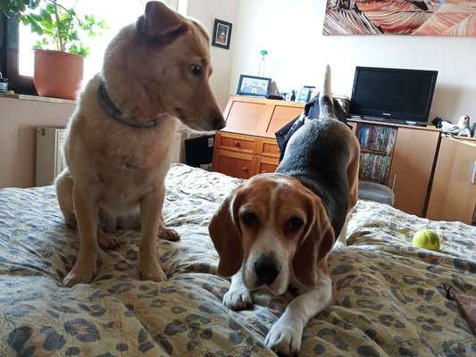 Mehrere Hunde zuhause !-Beitrag-Bild