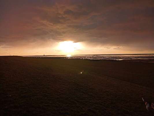 Die wunderschöne Welt mit Hund.-Beitrag-Bild