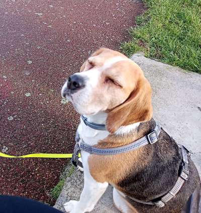 Dogorama Photo Challenge - Hundeblick zum hinschmelzen-Beitrag-Bild