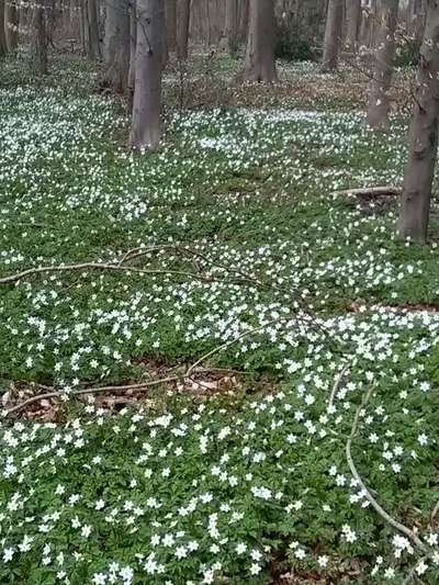 Die wunderschöne Welt mit Hund.-Beitrag-Bild