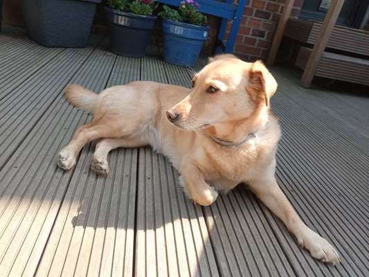 Welche Hunderasse-Beitrag-Bild