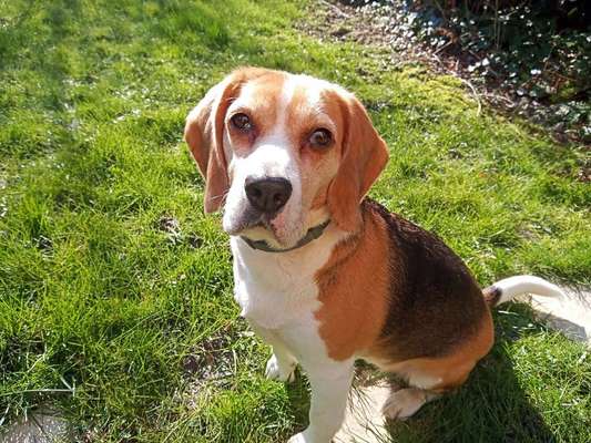 Welche Hunderasse-Beitrag-Bild