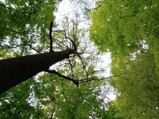 Die wunderschöne Welt mit Hund.-Beitrag-Bild