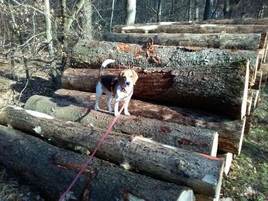 Fotowettbewerb Natur-Beitrag-Bild