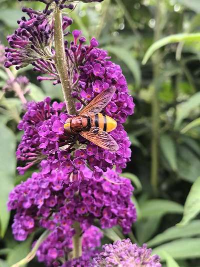 Die wunderschöne Welt mit Hund.-Beitrag-Bild