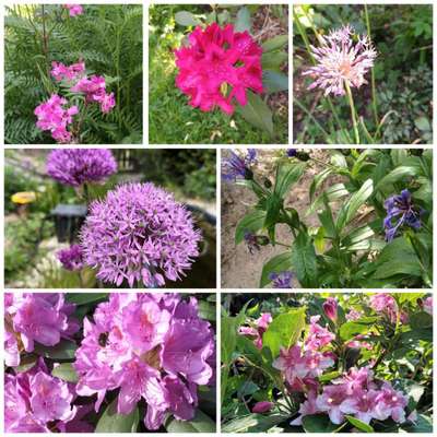 Die wunderschöne Welt mit Hund.-Beitrag-Bild