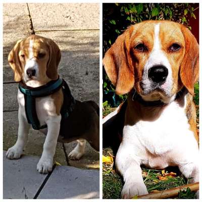 Wie groß waren eure welpen ?-Beitrag-Bild